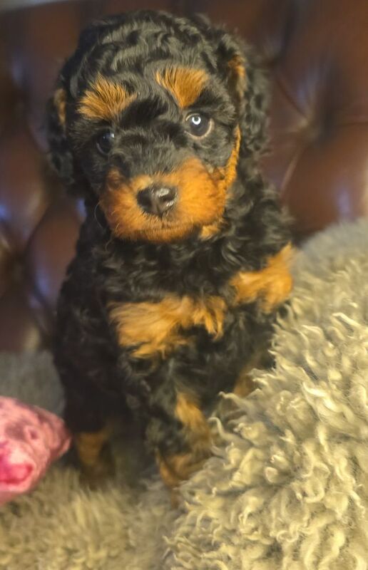 Cafe Latte Toy Sized Poodles - Image 3 of 11