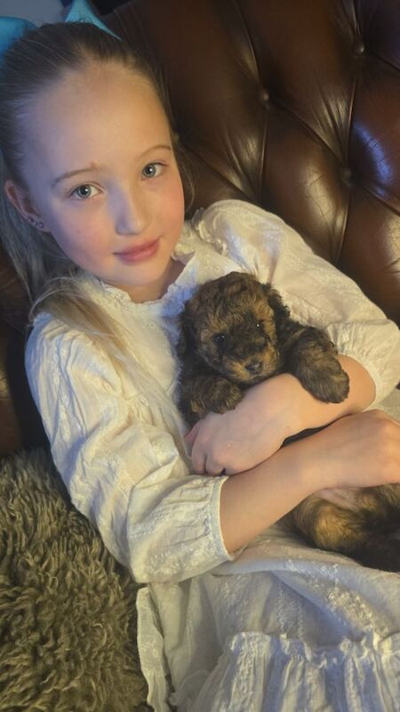 Cafe Latte Toy Sized Poodles - Image 4 of 11