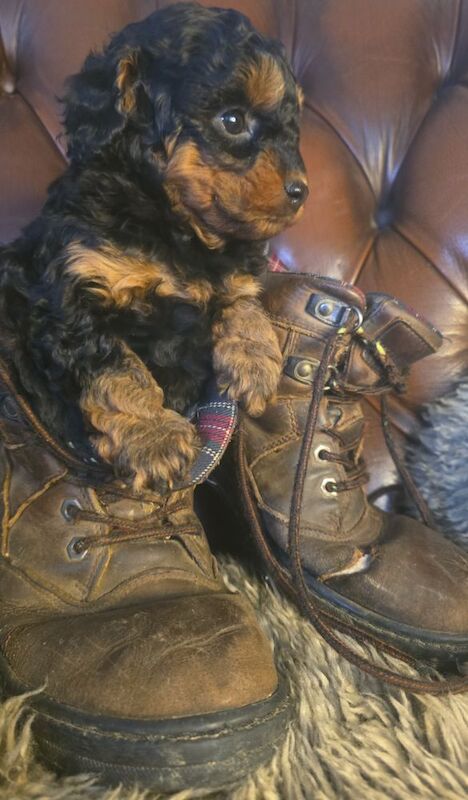 Cafe Latte Toy Sized Poodles - Image 5 of 11