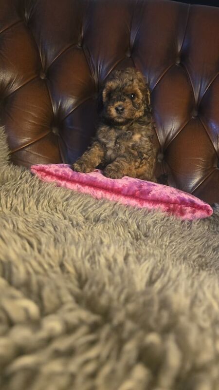 Cafe Latte Toy Sized Poodles - Image 6 of 11