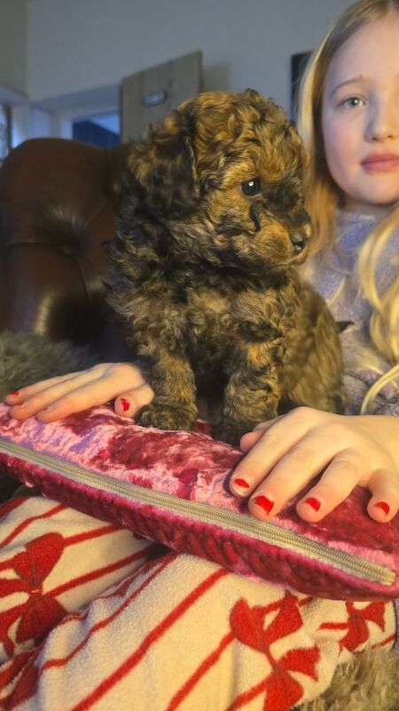 Cafe Latte Toy Sized Poodles - Image 7 of 11