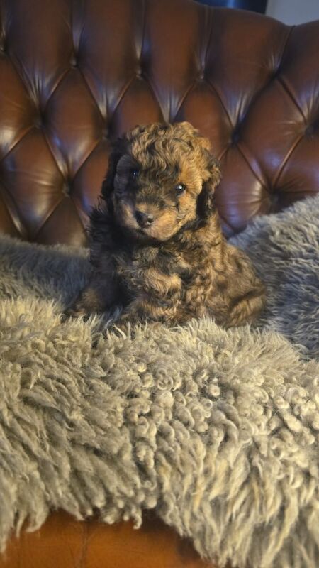 Cafe Latte Toy Sized Poodles - Image 9 of 11