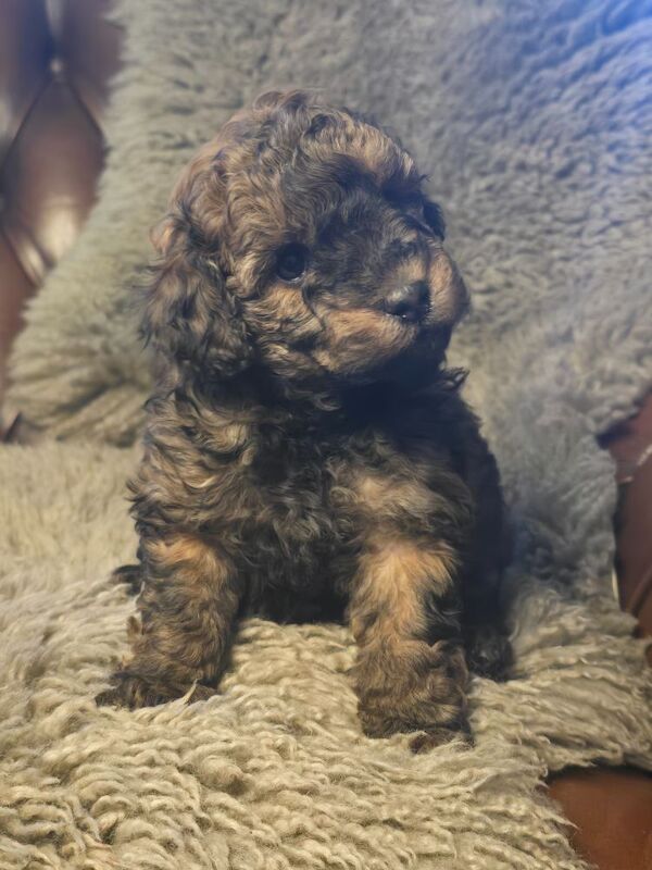 Cafe Latte Toy Sized Poodles - Image 10 of 11