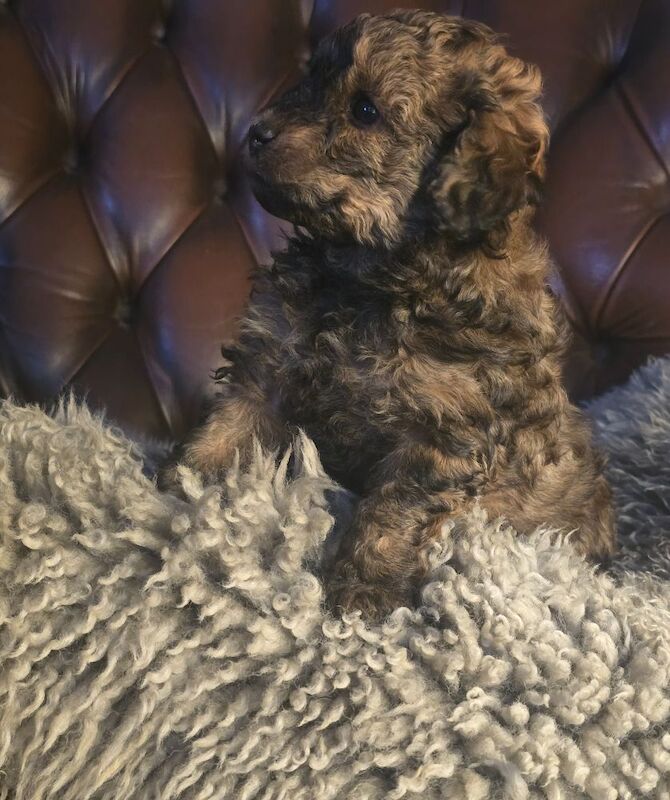 Cafe Latte Toy Sized Poodles - Image 11 of 11