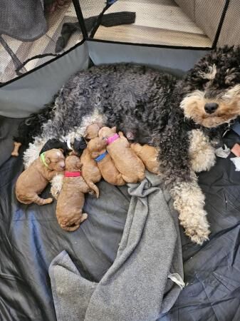 Poodle puppies for sale in Rhyl, Clwyd – 1 year old - Image 2 of 5