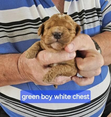 Poodle puppies for sale in Rhyl, Clwyd – 1 year old - Image 4 of 5