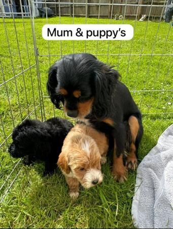 Cavapoo puppys boys and girls for sale in Dereham, Norfolk - Image 3