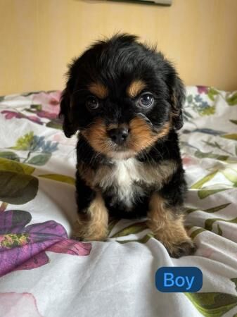 Cavapoo puppys boys and girls for sale in Dereham, Norfolk - Image 5