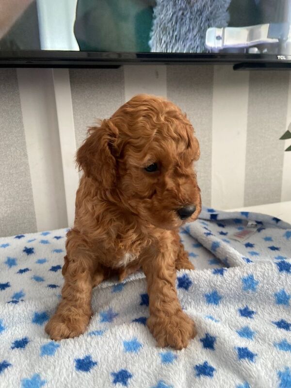 Cavapoochon Puppies - Image 2 of 6