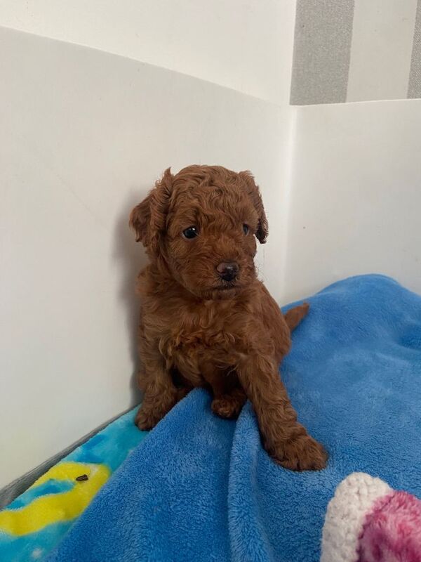 Cavapoochon Puppies - Image 3 of 6