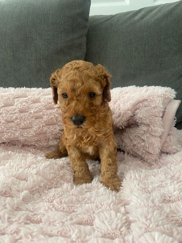 Cavapoochon Puppies - Image 4 of 6