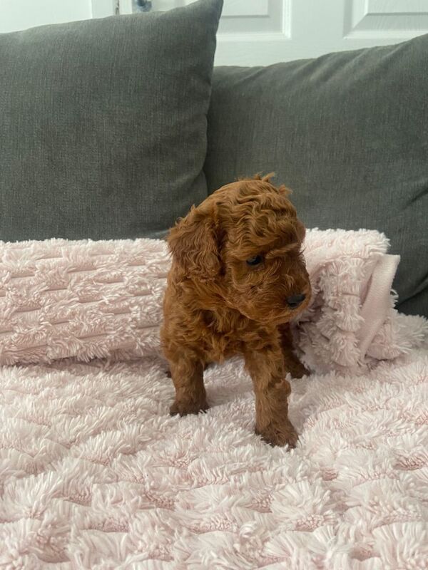 Cavapoochon Puppies - Image 5 of 6