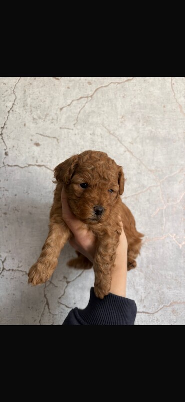 Cavapoochon Puppies - Image 6 of 6