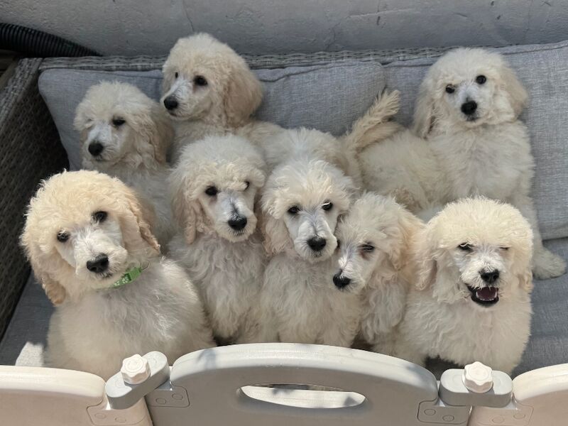 Poodle puppies for sale in Willesden, Greater London – 11 weeks old