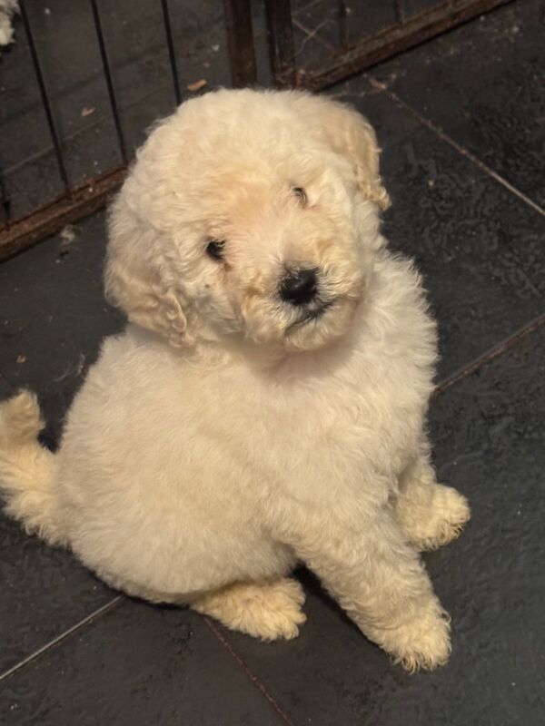 Poodle puppies for sale in Willesden, Greater London – 3 months old - Image 2 of 15