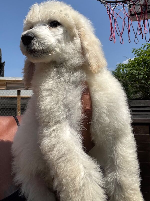 Poodle puppies for sale in Willesden, Greater London – 3 months old - Image 3 of 15