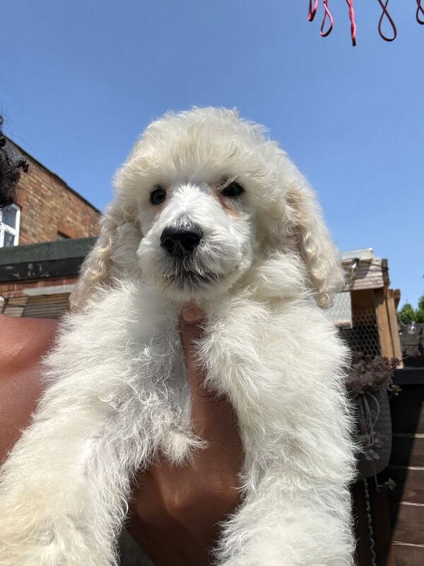 Poodle puppies for sale in Willesden, Greater London – 3 months old - Image 4 of 15