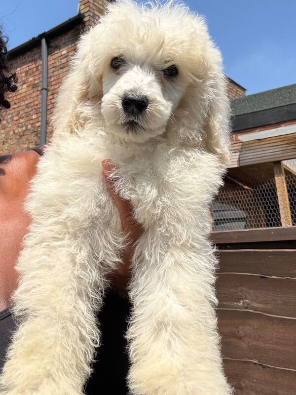 Poodle puppies for sale in Willesden, Greater London – 3 months old - Image 5 of 15