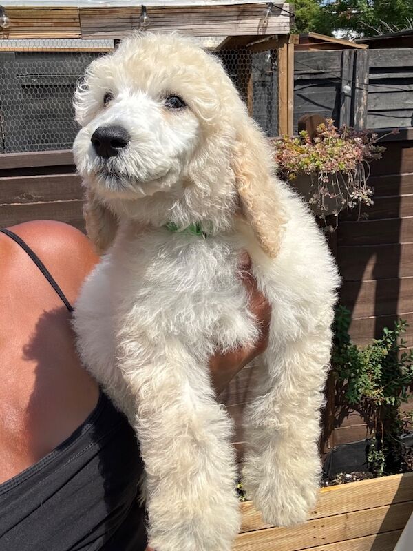 Poodle puppies for sale in Willesden, Greater London – 3 months old - Image 6 of 15