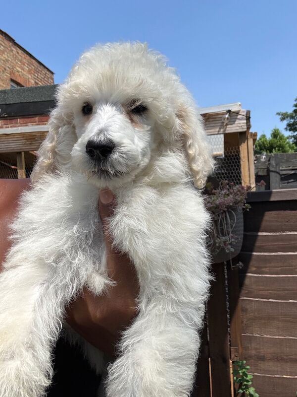 Poodle puppies for sale in Willesden, Greater London – 3 months old - Image 7 of 15