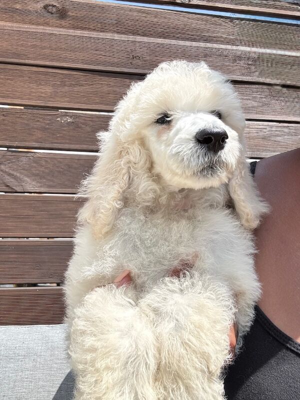 Poodle puppies for sale in Willesden, Greater London – 3 months old - Image 8 of 15