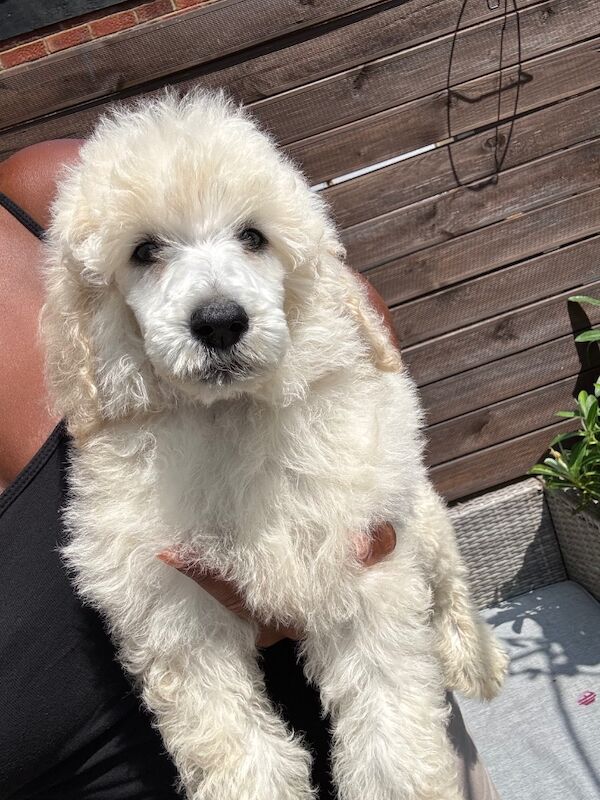 Poodle puppies for sale in Willesden, Greater London – 3 months old - Image 9 of 15