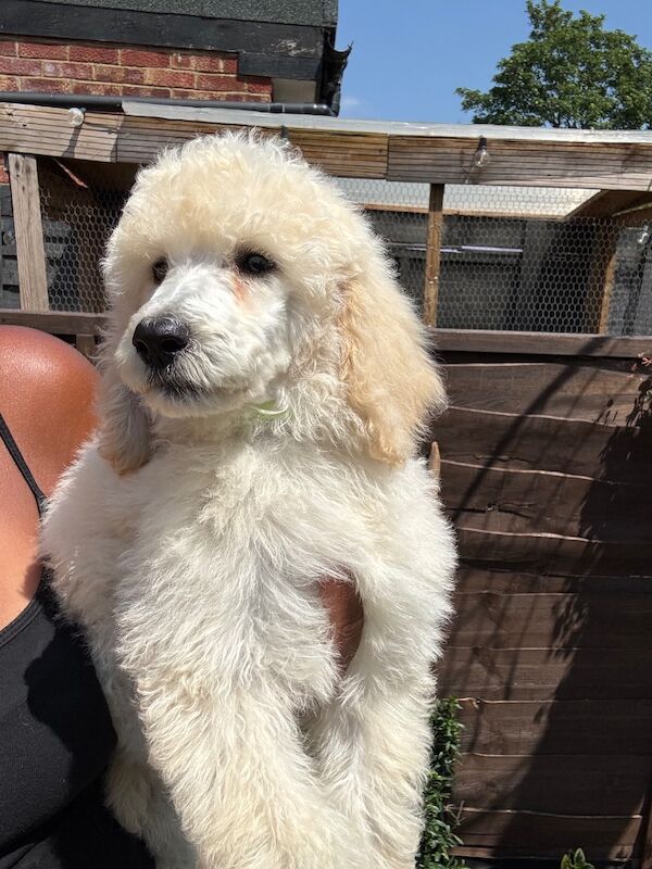 Poodle puppies for sale in Willesden, Greater London – 3 months old - Image 10 of 15