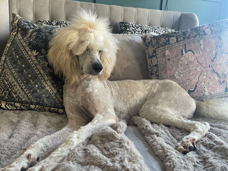 Poodle puppies for sale in Willesden, Greater London – 3 months old - Image 11 of 15
