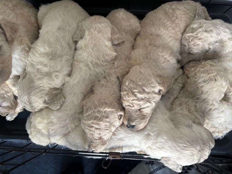 Poodle puppies for sale in Willesden, Greater London – 3 months old - Image 12 of 15