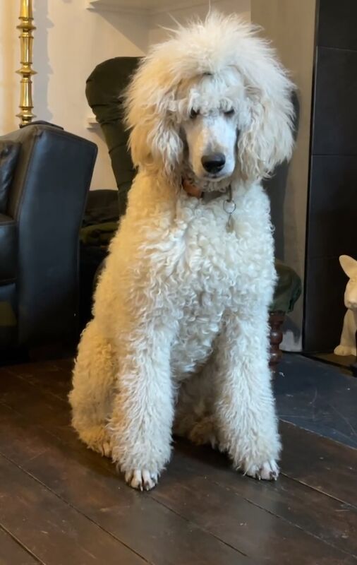 Poodle puppies for sale in Willesden, Greater London – 3 months old - Image 13 of 15