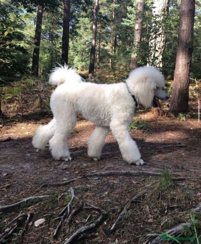 Poodle puppies for sale in Willesden, Greater London – 3 months old - Image 14 of 15