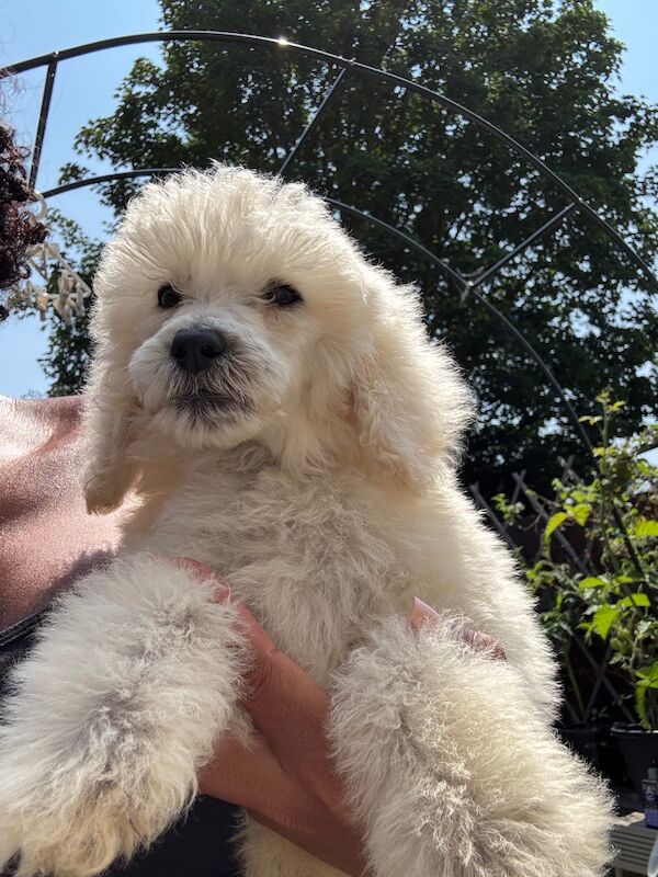 Poodle puppies for sale in Willesden, Greater London – 3 months old - Image 15 of 15