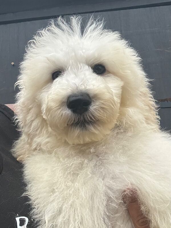 Poodle puppies for sale in Willesden, Greater London – 3 months old