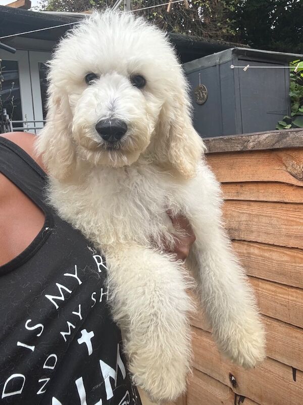 Poodle puppies for sale in Willesden, Greater London – 4 months old - Image 3 of 15