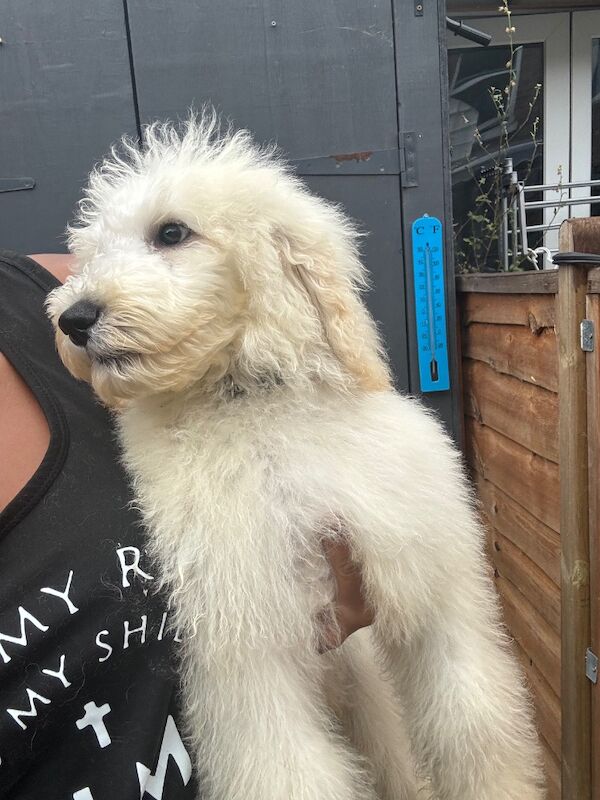 Poodle puppies for sale in Willesden, Greater London – 4 months old - Image 4 of 15