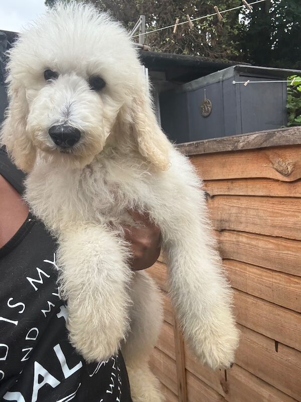 Poodle puppies for sale in Willesden, Greater London – 4 months old - Image 5 of 15