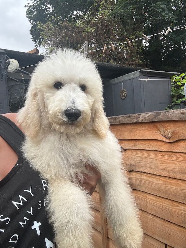 Poodle puppies for sale in Willesden, Greater London – 4 months old - Image 6 of 15