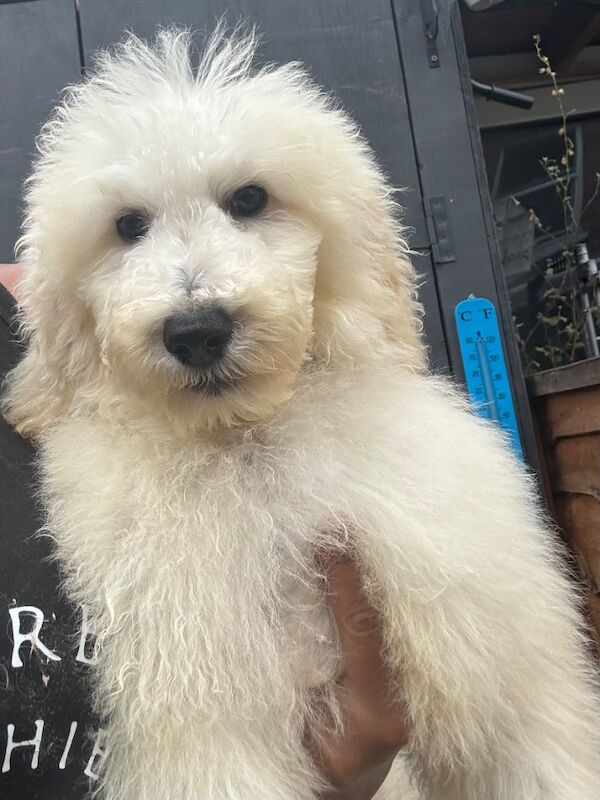 Poodle puppies for sale in Willesden, Greater London – 4 months old - Image 7 of 15