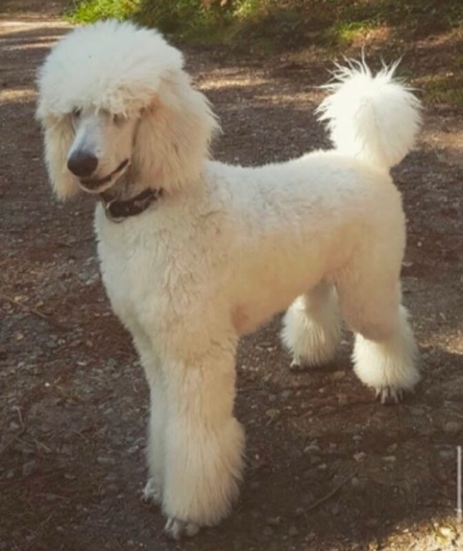 Poodle puppies for sale in Willesden, Greater London – 4 months old - Image 9 of 15