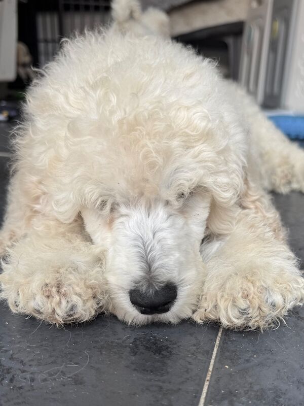 Poodle puppies for sale in Willesden, Greater London – 4 months old - Image 12 of 15