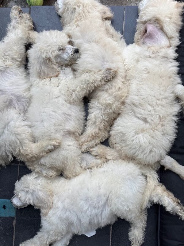 Poodle puppies for sale in Willesden, Greater London – 4 months old - Image 14 of 15