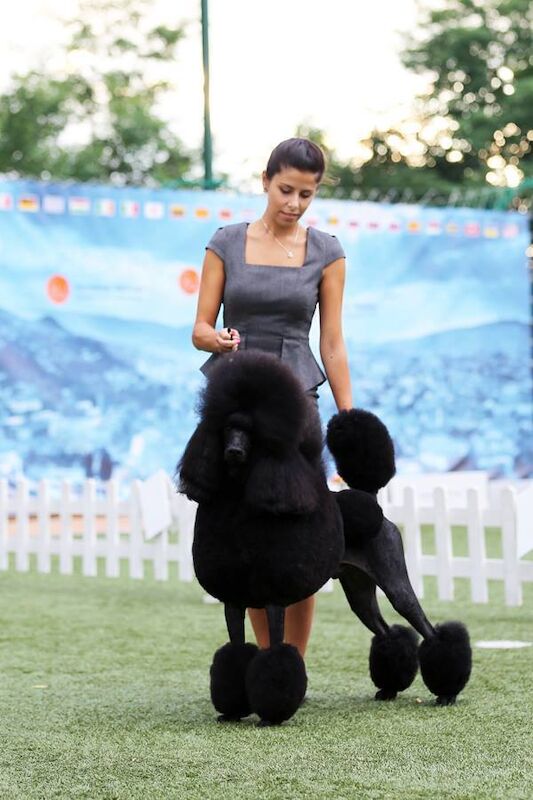 Poodle Puppies For Sale