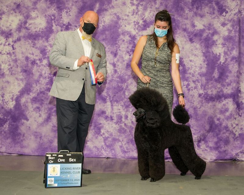 champion sired Male Black Standard Poodle - Image 2 of 6