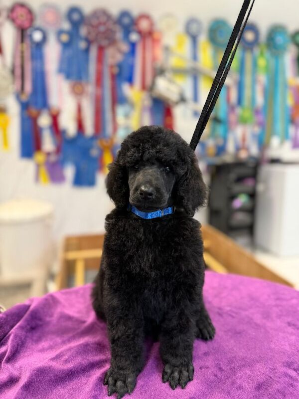 champion sired Male Black Standard Poodle - Image 3 of 6