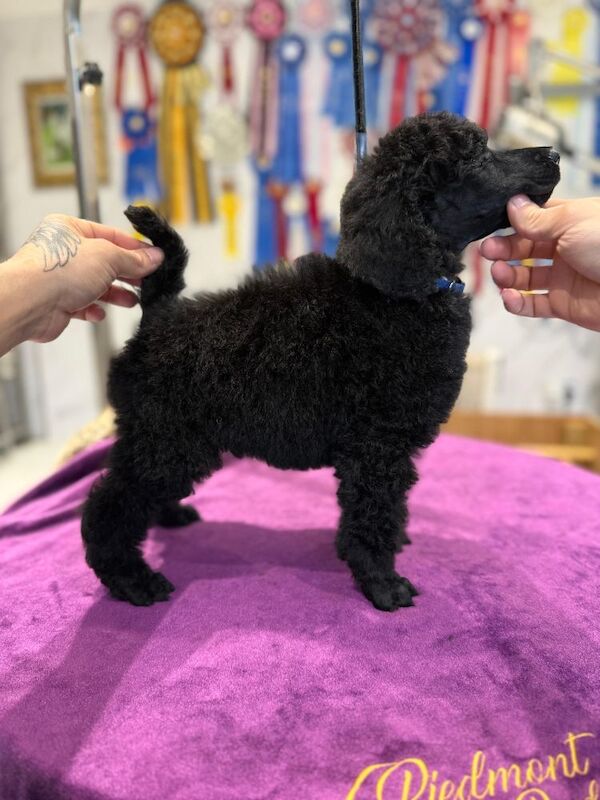 champion sired Male Black Standard Poodle - Image 4 of 6