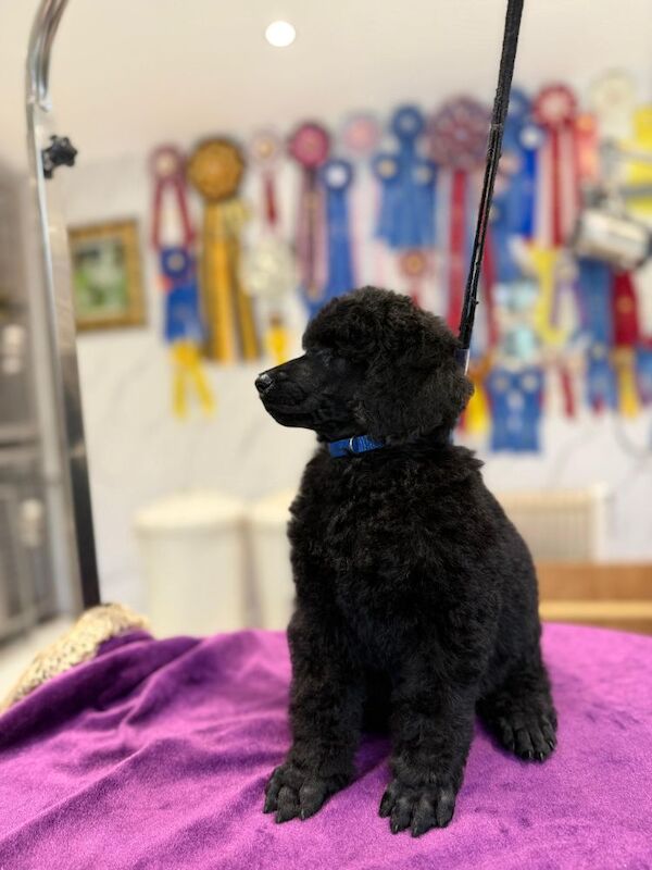 champion sired Male Black Standard Poodle - Image 5 of 6