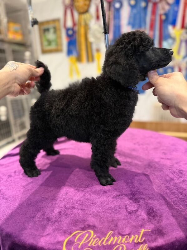 champion sired Male Black Standard Poodle - Image 6 of 6