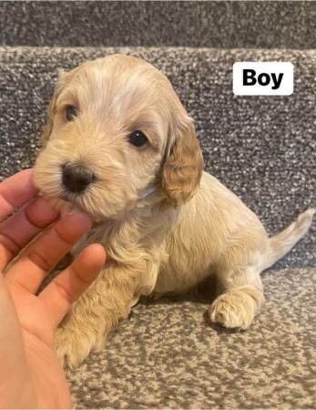 Cockapoo F1B - 1st & 2nd jabs included for sale in Havant, Hampshire