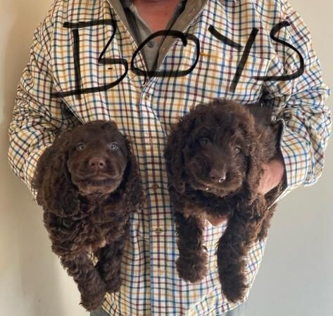 Cockapoo puppies for sale in Cullompton, Devon