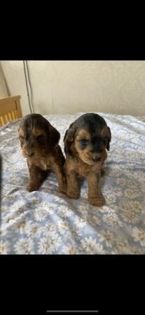 Cockapoo puppies for sale in Stourport-on-Severn, Worcestershire
